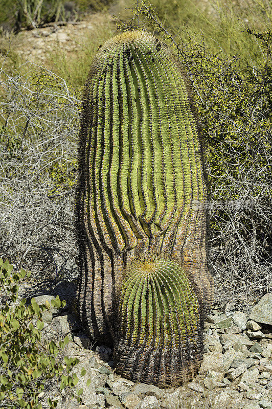 巨型桶形仙人掌，Ferocactus diguetii，生长在科泰兹海的加泰罗尼亚岛。